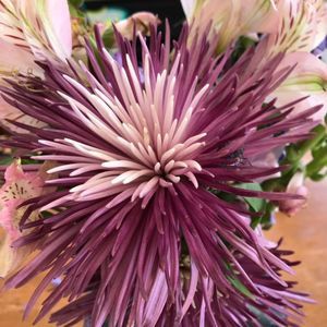 Meet your Posher, Joanne